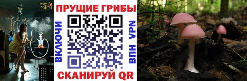 Псилоцибиновые грибы MAGIC MUSHROOMS  Павлово 